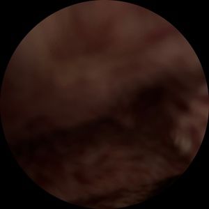 Meet your Posher, Bella